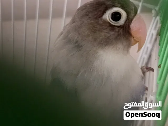 طرف بير سونته للبيع
