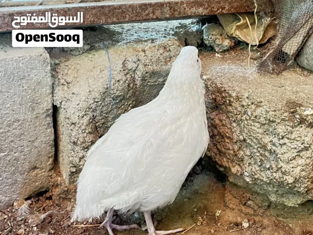 سمان تكساس