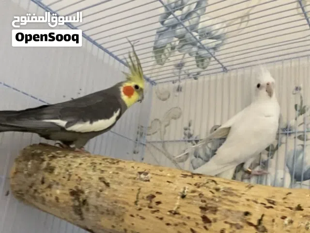 زوجين كوكتيل + فرخ