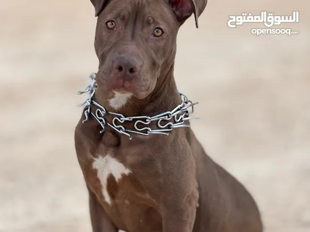انتى بيتبول رد نوز لتبديل بكلب اخر