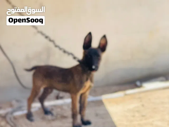 مالينوا اصلي