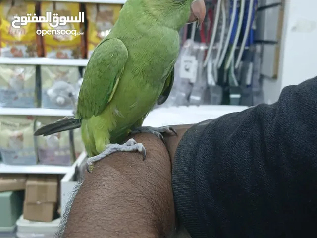 parrot for sale.. tamed parrot.. 3 months age