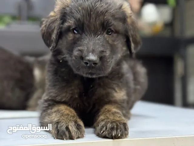 german shebred 2 month