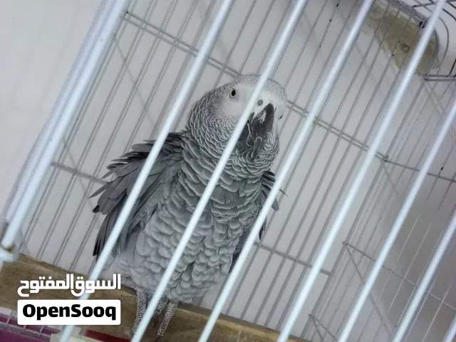 حبه كاسكو صيد متكلم بطلاقه