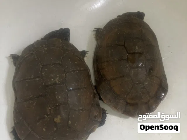 زوج سلاحف كبير