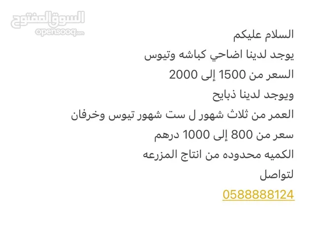 للبيع ذبايح وأضاحي