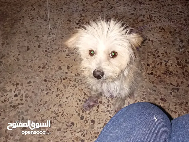 كلب للبيع كلب للبيع