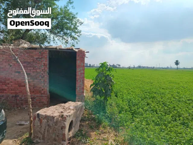 Farm Land for Sale in Dakahlia Mit Ghamr
