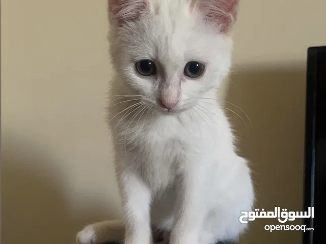 قط للتبني cat for adoption