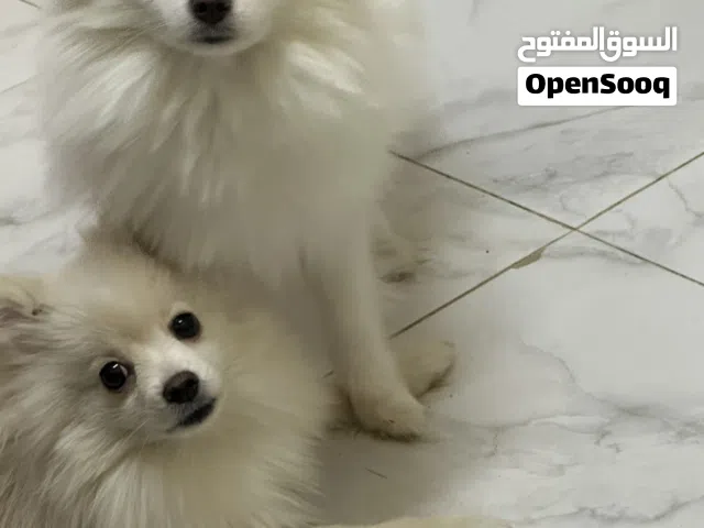 كلب بومرينيان
