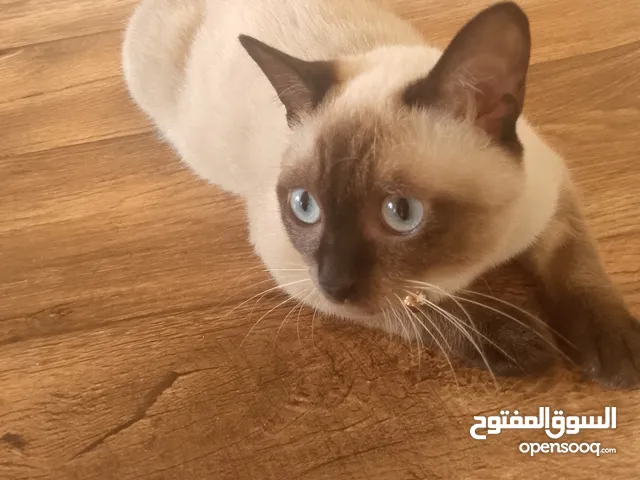 قطة سيامي اصلية العمر 7 شهور