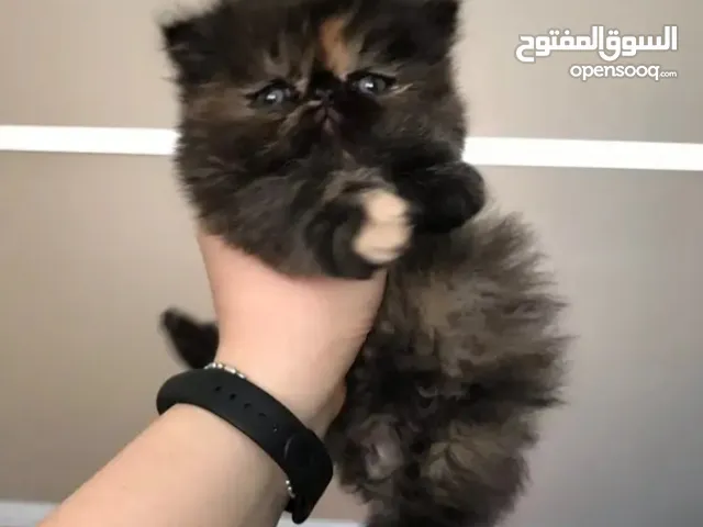 كتن للبيع بي مبلغ رمزي