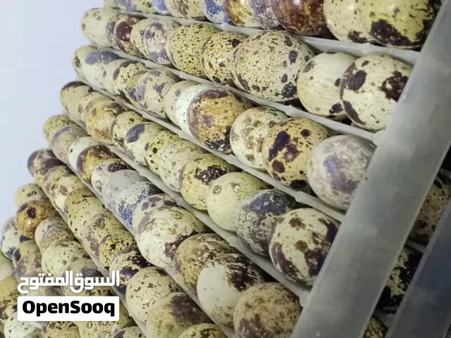 بيض فري سوبر جامبو صوص فري