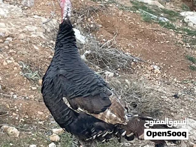 طقم حبش بياض مية بالمية للبيع