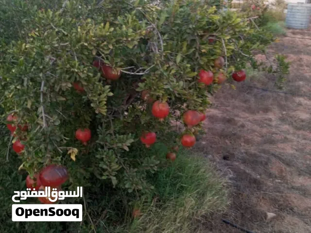 Farm Land for Sale in Benghazi Ar Rajmah