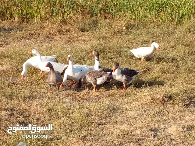 وز للبيع حجم غليظ