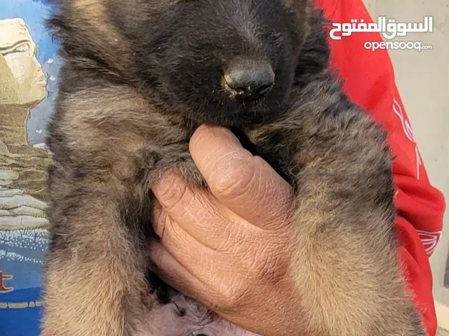 جراء جرمن ذكر وانثي