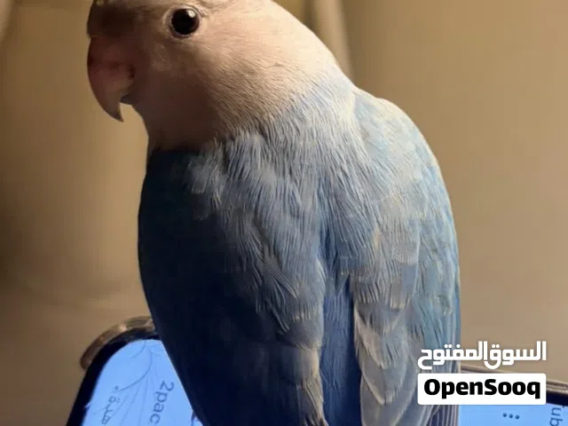 للبيع لوف بيرد ربوه