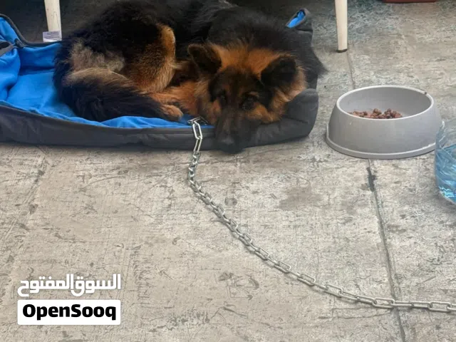 نثية جيرمن 7 اشهر