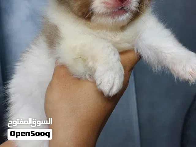 اجمل جراوى