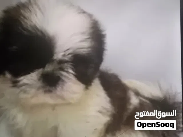 كلب للبيع شيتزو بيور