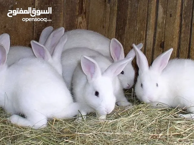 ارانب فرنسية للبيع