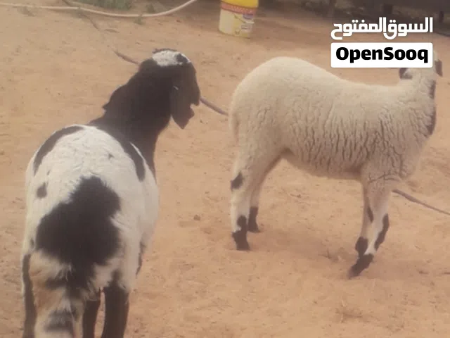 زوز إفطايم برقاويات عمرهم 5شهور إفاطايم ماشاء الله لا قوة إلا بالله خاليات من جميع العيوبسعر الواحد