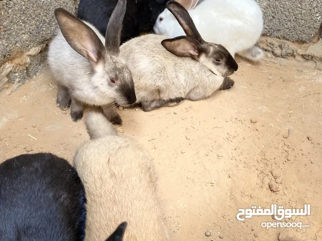 أرانب للبيع دفعه