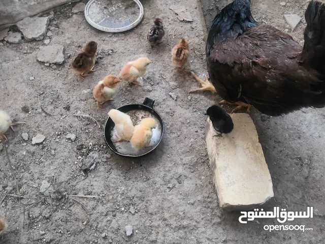 دجاجه عربية مع افراخ