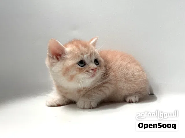 Scottish kittens