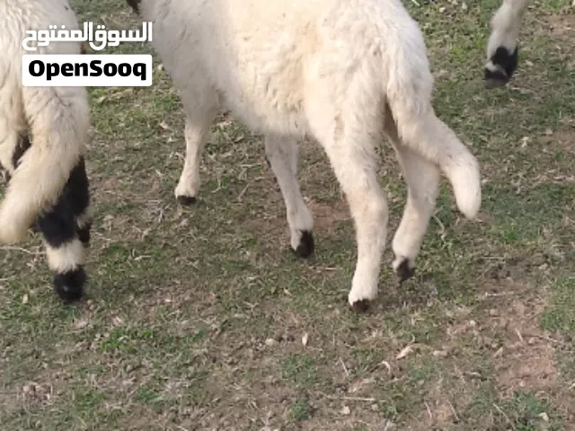 خروف بيوضي للبيع