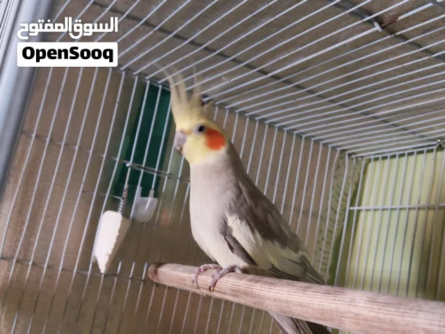 كالوبسيت ذكر جاهز للتزاوج