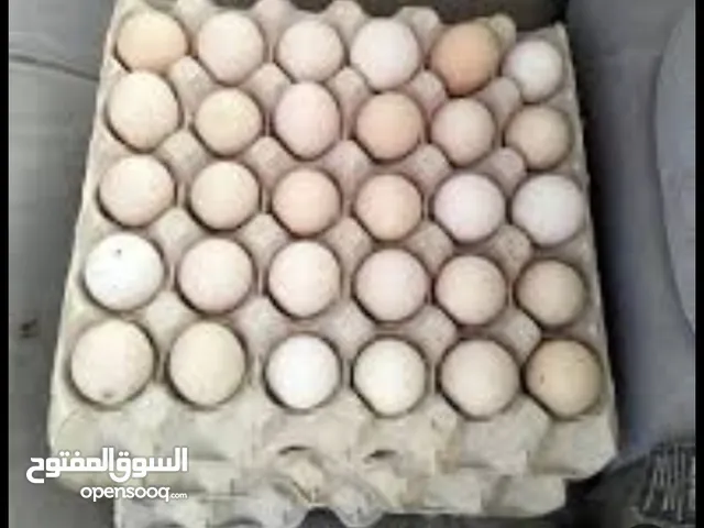 دجاج البراهما العملاق الون سبرايت الفضي السعر 150دينار للتواصل 091