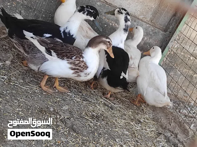 بط بلدي صحة ونظافة