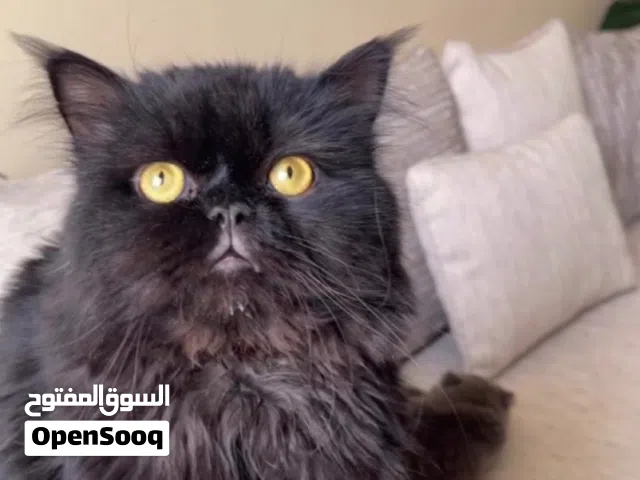 سكوتش فولد الرصاصيه و السوده شيرازيه