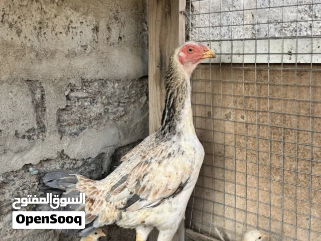 دجاجه بعين وحده