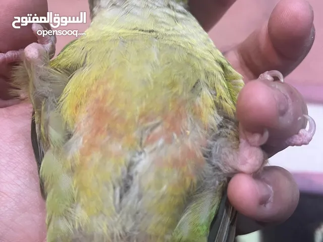 كنيور لعوب للبيع