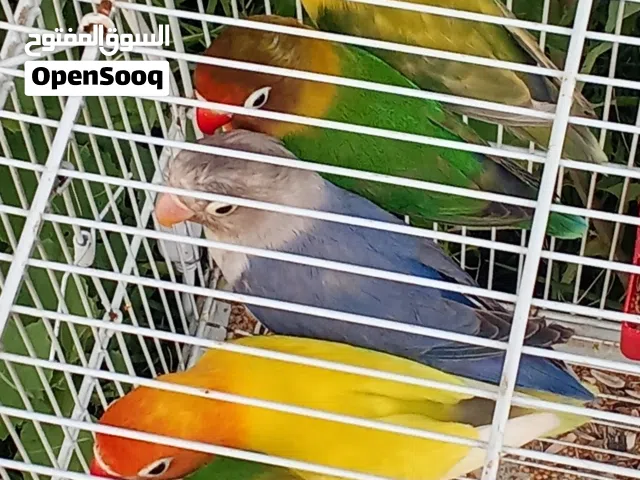 السلام عليكم موجود باركود الصحه وان شاء الله النظافه الله يبارك كوبيات فيهم