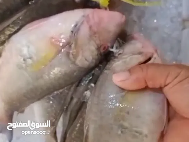 سمك صيد طازج جملة عندنا كميات توريد للمطاعم والاسترحات وحتى الافراد
