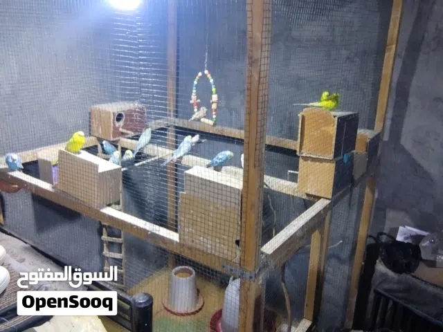 محميه للبيع شغل ايد