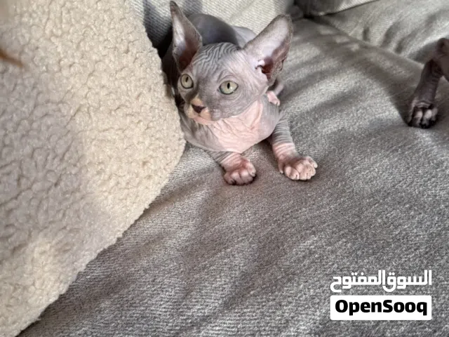 Canadian sphynx