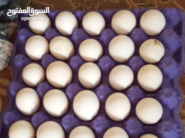 بيض دجاج بلدي