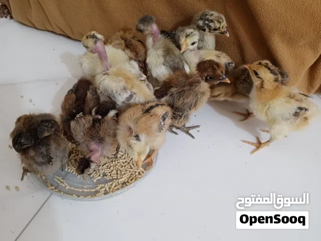 كتاكيت عرب للبيع عمر اسبوع           الموقع ابي الخصيب الحي العسكري