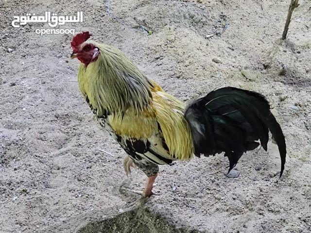 ديج للبيع عربي