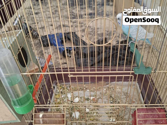 عصفير حب بداجي