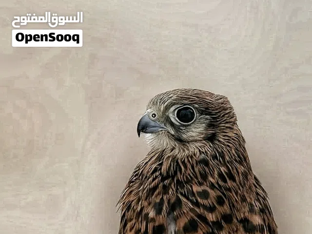 بيع طير شرياص