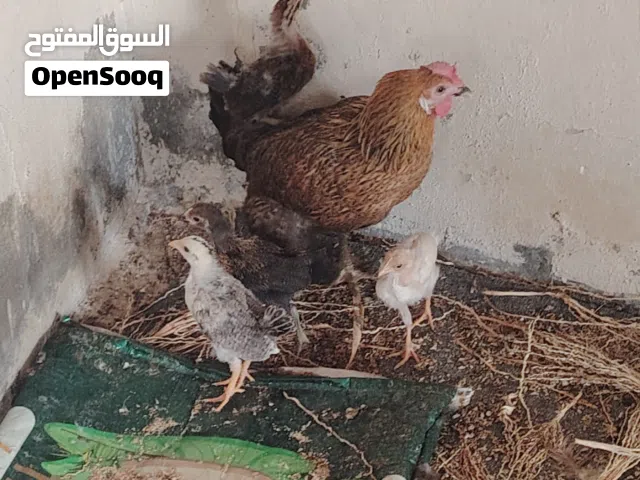 للبيع دجاجه عمانيه تحتها 4 فروخ فاقشات طبيعي عمر الفروخ شهر تقريباً و بط إناث منتجات عمانيات كبار
