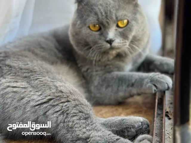 قطة سكوتر فولد