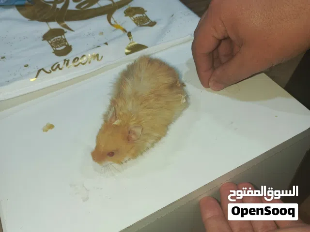 هامستر سوري للبيع