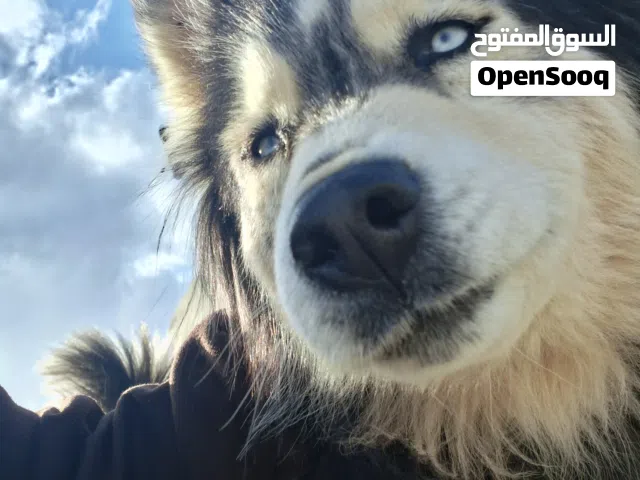 هاسكي للبيع للجادين فقط السعر غير قابل للتفاوض